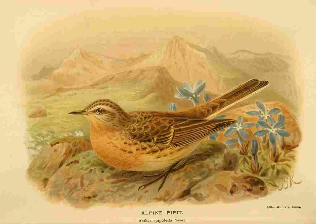 Keulemans John G 1885 Pipit Alpine A4 Photo Print