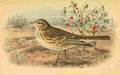 Keulemans John G 1885 Pipit Meadow A4 Photo Print