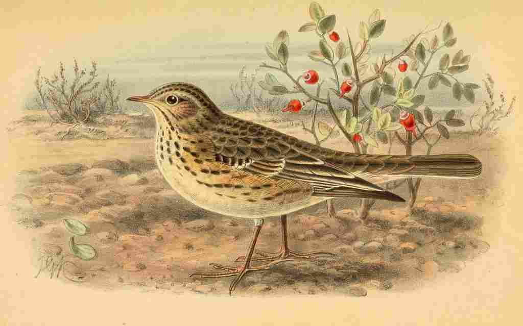Keulemans John G 1885 Pipit Meadow A4 Photo Print