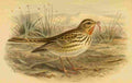 Keulemans John G 1885 Pipit Red throated A4 Photo Print
