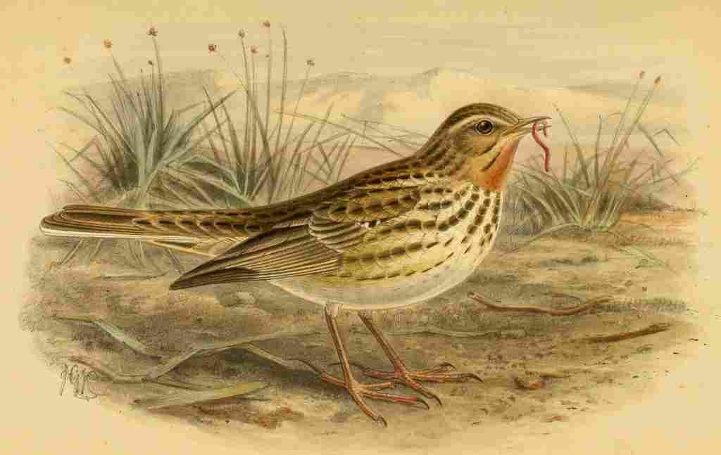 Keulemans John G 1885 Pipit Red throated A4 Photo Print