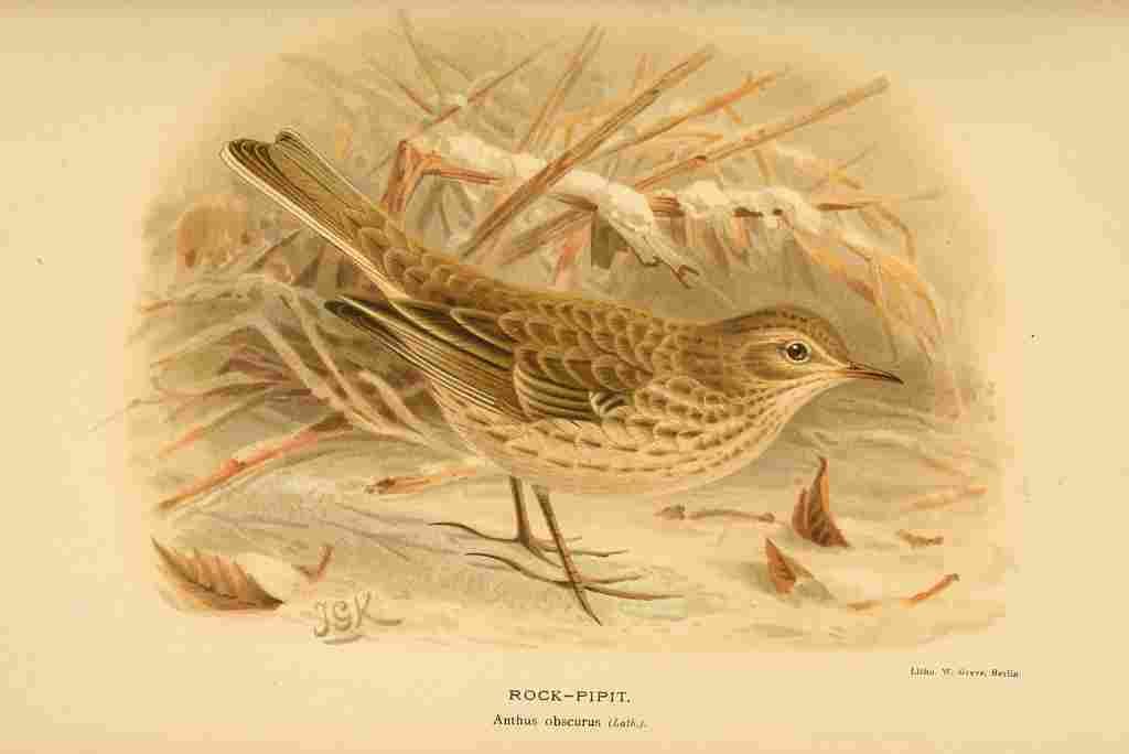 Keulemans John G 1885 Pipit Rock Winter A4 Photo Print