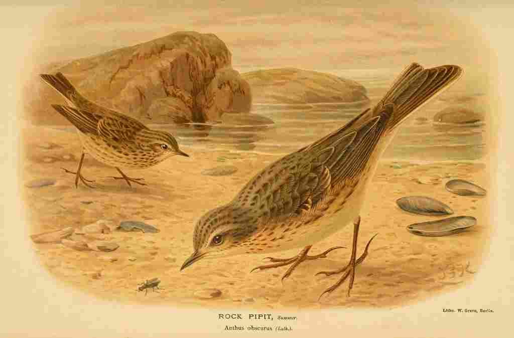 Keulemans John G 1885 Pipit Rock A4 Photo Print
