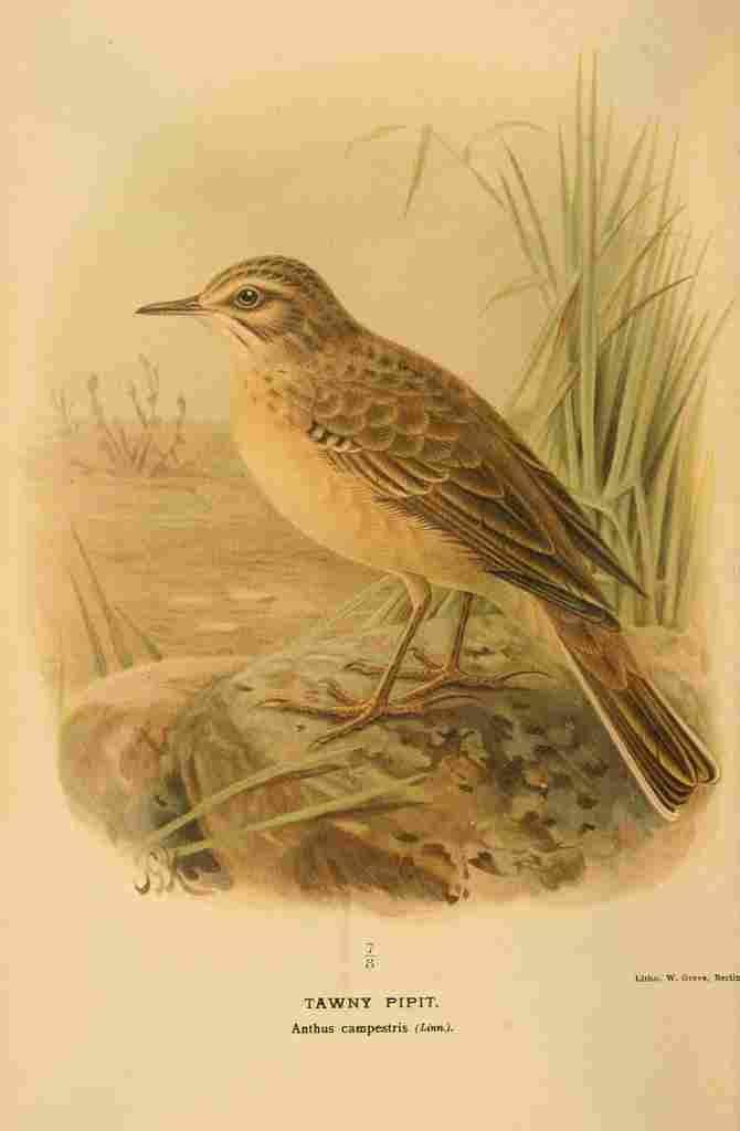 Keulemans John G 1885 Pipit Tawny A4 Photo Print