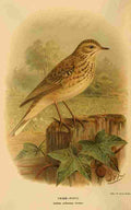 Keulemans John G 1885 Pipit Tree A4 Photo Print