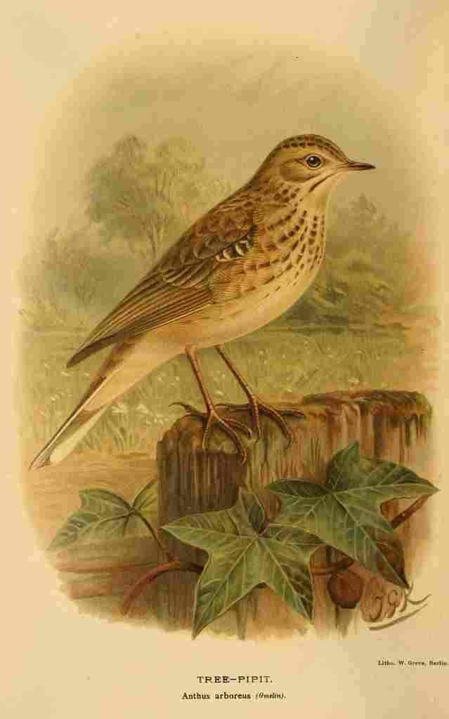 Keulemans John G 1885 Pipit Tree A4 Photo Print