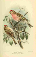 Keulemans John G 1885 Redpoll Lesser A4 Photo Print