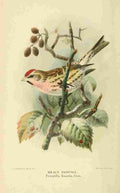 Keulemans John G 1885 Redpoll Mealy A4 Photo Print