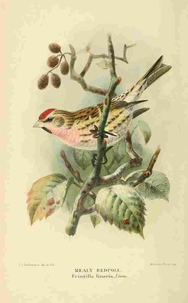 Keulemans John G 1885 Redpoll Mealy A4 Photo Print
