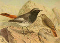 Keulemans John G 1885 Redstart Black A4 Photo Print