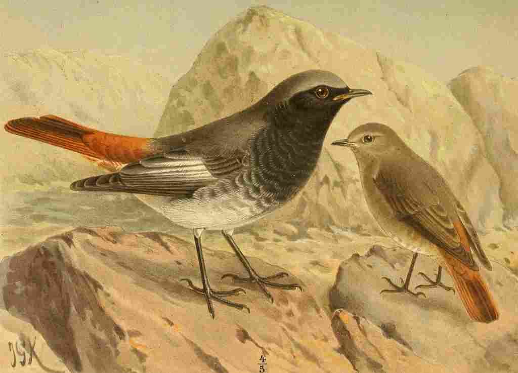Keulemans John G 1885 Redstart Black A4 Photo Print