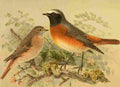 Keulemans John G 1885 Redstart A4 Photo Print