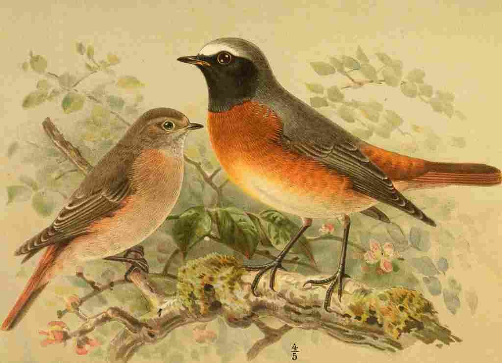 Keulemans John G 1885 Redstart A4 Photo Print