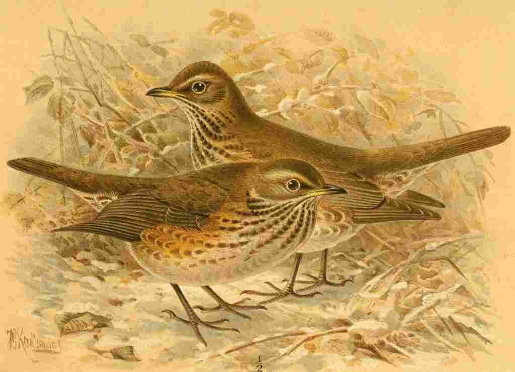 Keulemans John G 1885 Redwing A4 Photo Print