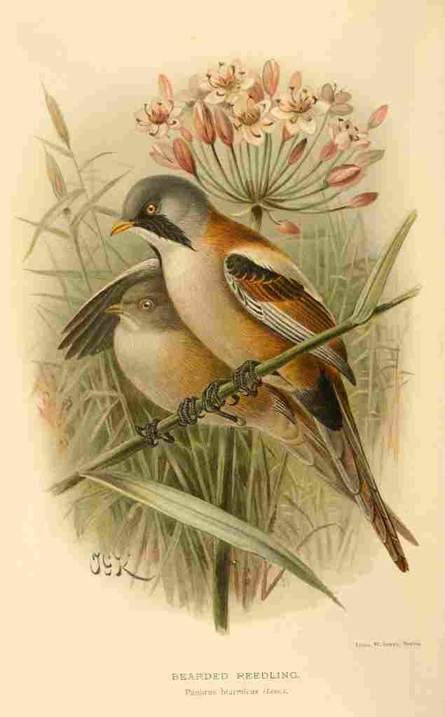 Keulemans John G 1885 Reedling Bearded A4 Photo Print