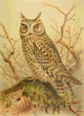 Keulemans John G 1885 Scops Owl A4 Photo Print