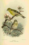 Keulemans John G 1885 Serin A4 Photo Print