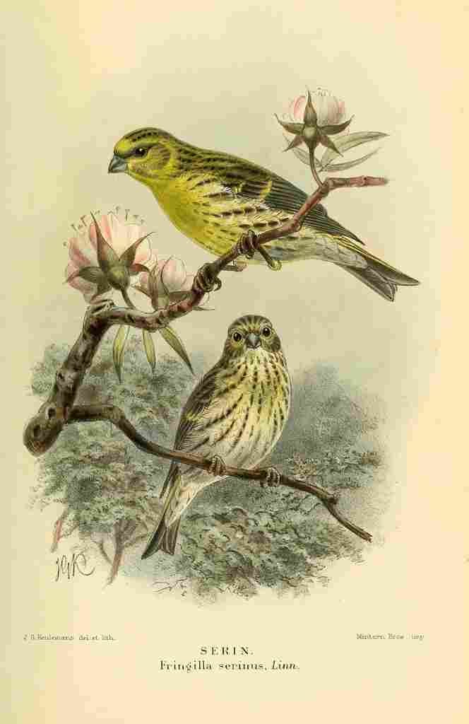 Keulemans John G 1885 Serin A4 Photo Print