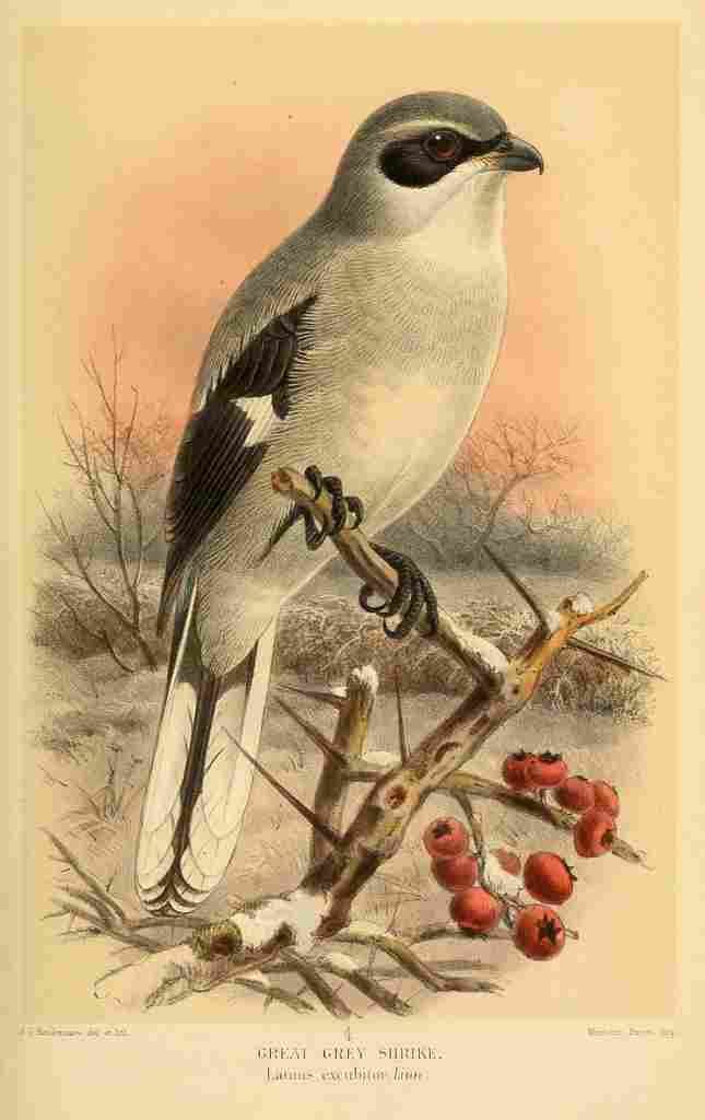 Keulemans John G 1885 Shrike Great Grey A4 Photo Print