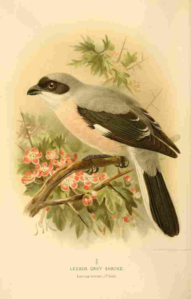 Keulemans John G 1885 Shrike Lesser Grey A4 Photo Print