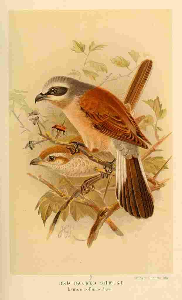Keulemans John G 1885 Shrike Red backed A4 Photo Print