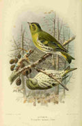 Keulemans John G 1885 Siskin A4 Photo Print