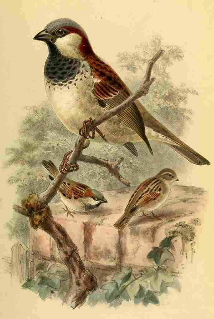 Keulemans John G 1885 Sparrow Common A4 Photo Print