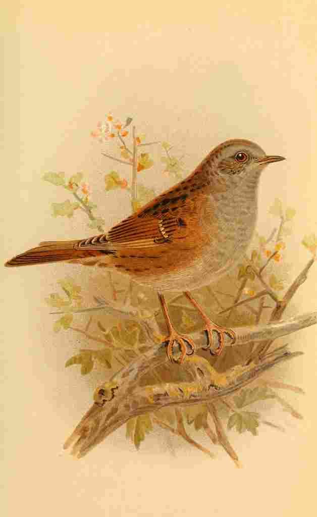 Keulemans John G 1885 Sparrow Hedge A4 Photo Print