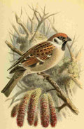 Keulemans John G 1885 Sparrow Tree A4 Photo Print