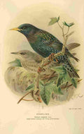 Keulemans John G 1885 Starling 1 A4 Photo Print