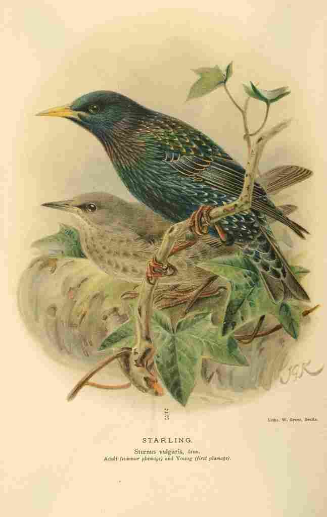 Keulemans John G 1885 Starling 1 A4 Photo Print