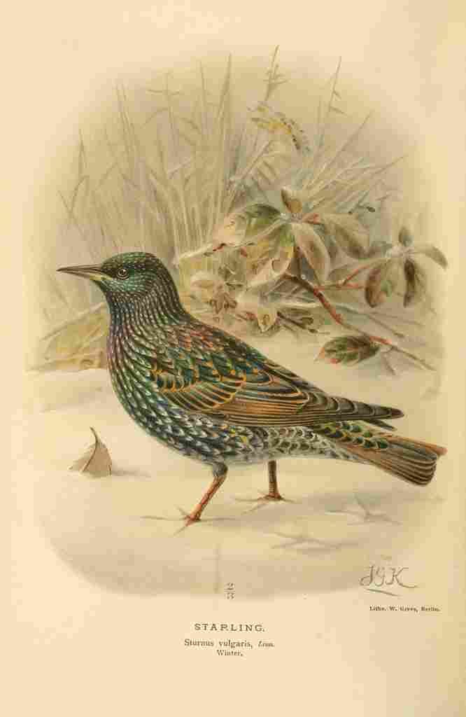 Keulemans John G 1885 Starling 2 A4 Photo Print