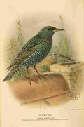 Keulemans John G 1885 Starling 3 A4 Photo Print