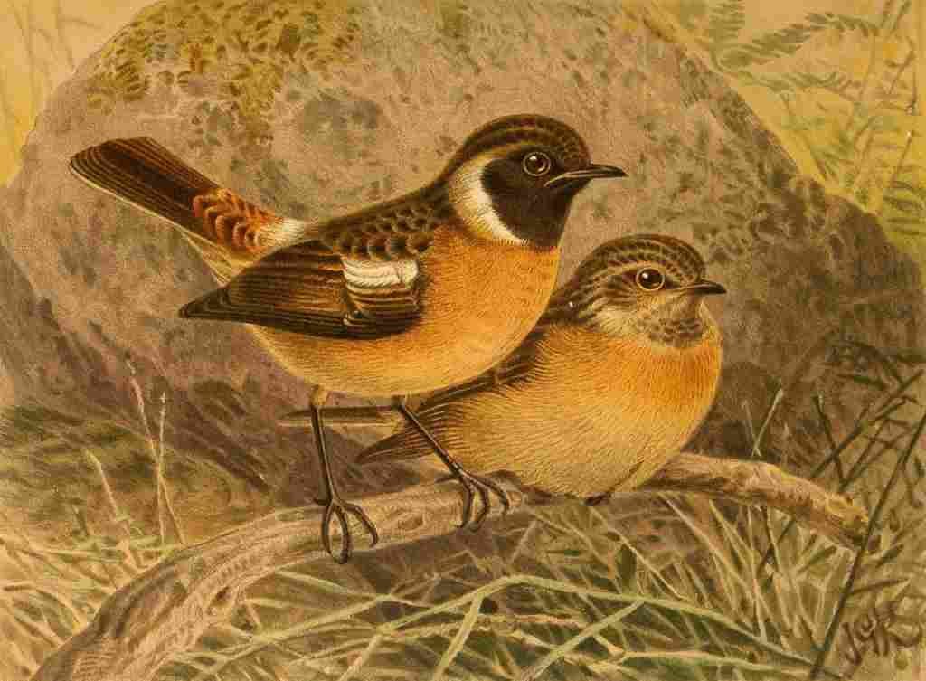 Keulemans John G 1885 Stonechat A4 Photo Print