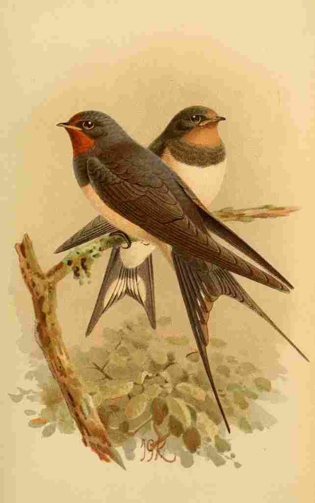 Keulemans John G 1885 Swallow A4 Photo Print