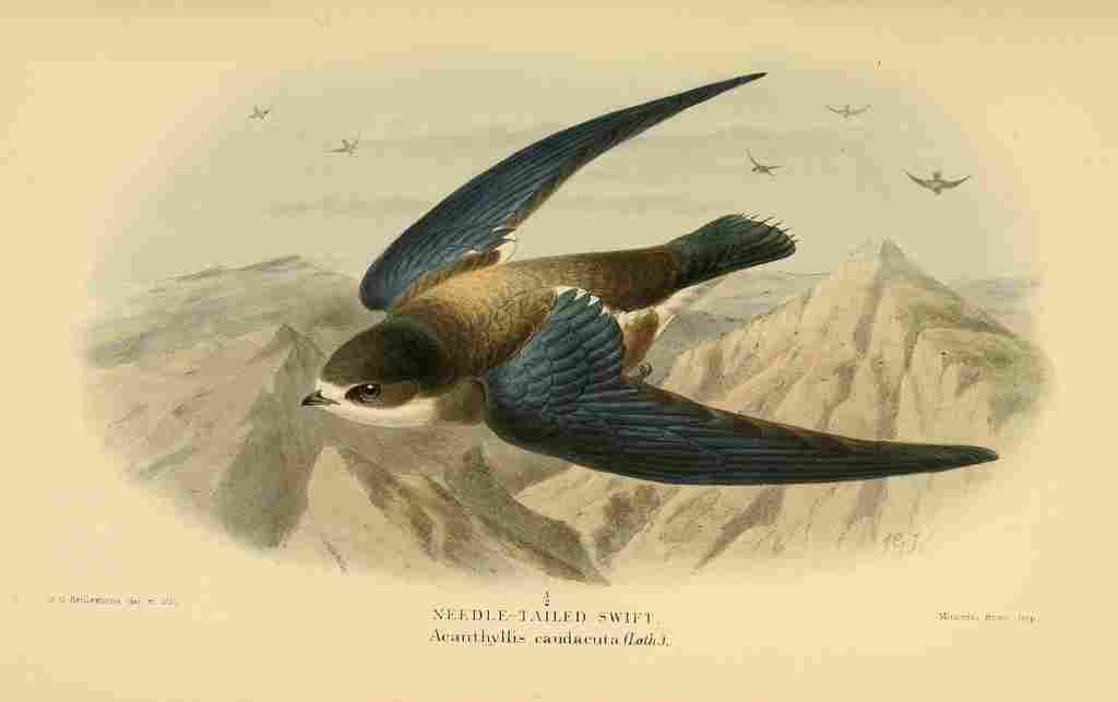 Keulemans John G 1885 Swift Needle tailed A4 Photo Print