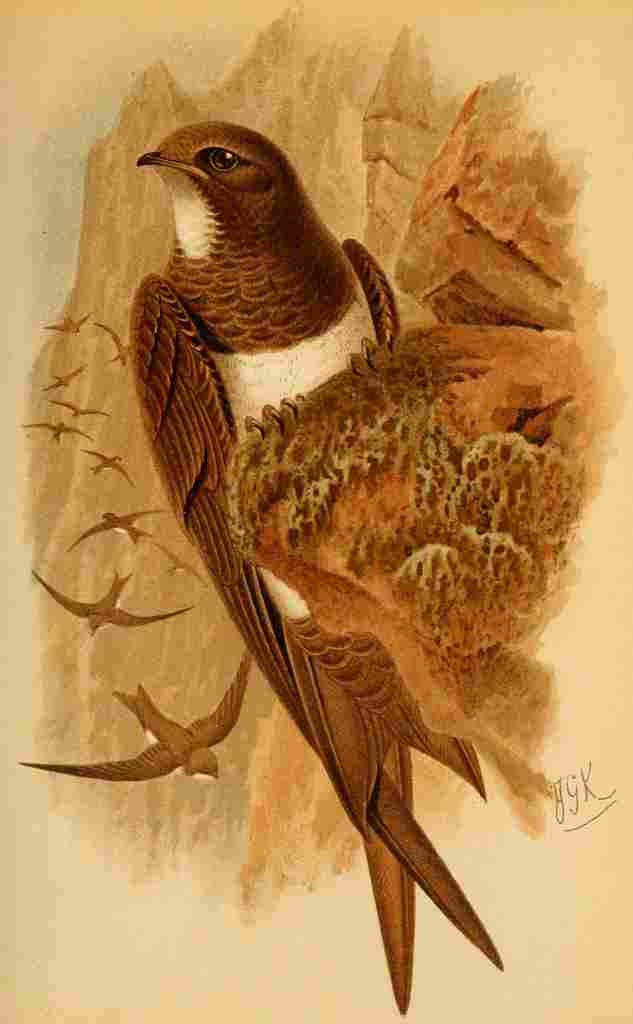 Keulemans John G 1885 Swift White bellied A4 Photo Print