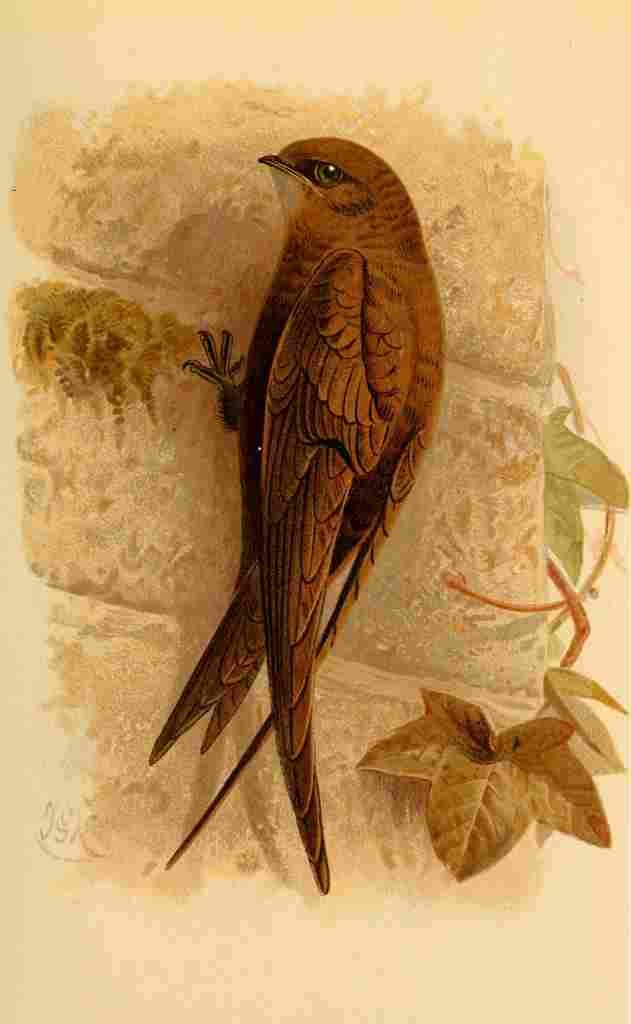 Keulemans John G 1885 Swift A4 Photo Print
