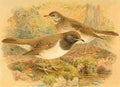 Keulemans John G 1885 Thrush Black throated A4 Photo Print