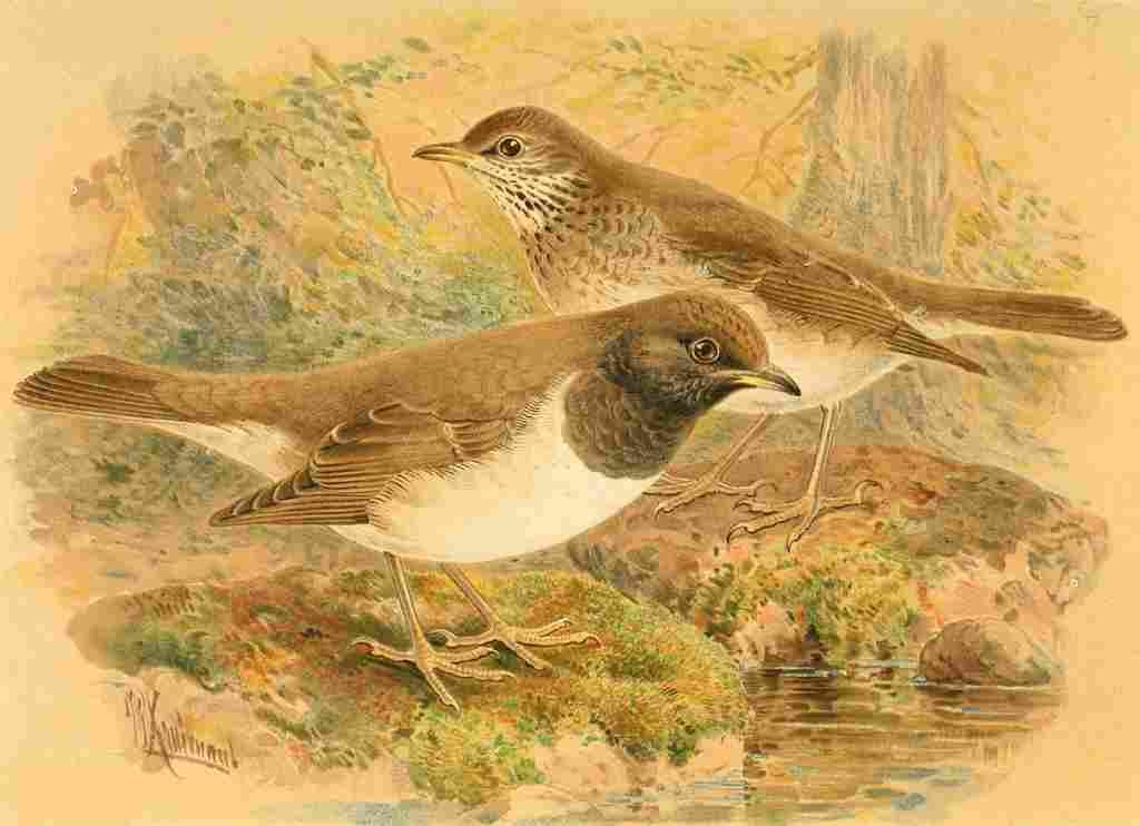 Keulemans John G 1885 Thrush Black throated A4 Photo Print