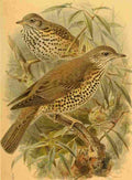 Keulemans John G 1885 Thrush Mistletoe A4 Photo Print