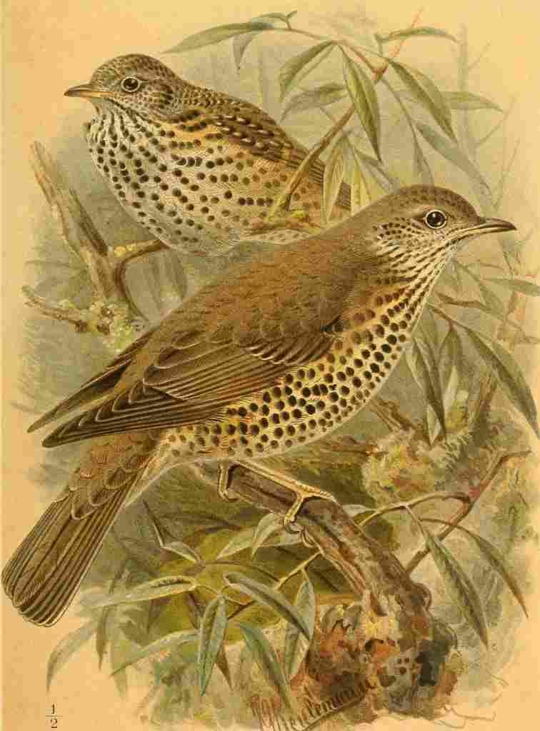 Keulemans John G 1885 Thrush Mistletoe A4 Photo Print