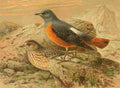 Keulemans John G 1885 Thrush Pied Rock A4 Photo Print