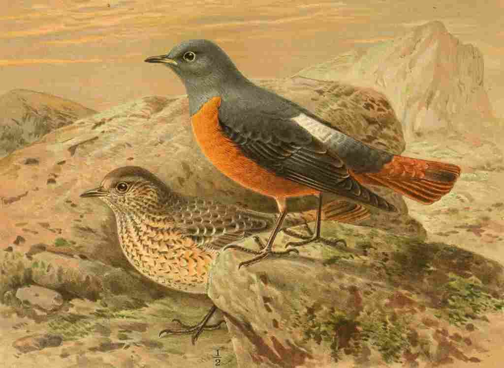 Keulemans John G 1885 Thrush Pied Rock A4 Photo Print
