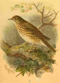Keulemans John G 1885 Thrush Song A4 Photo Print