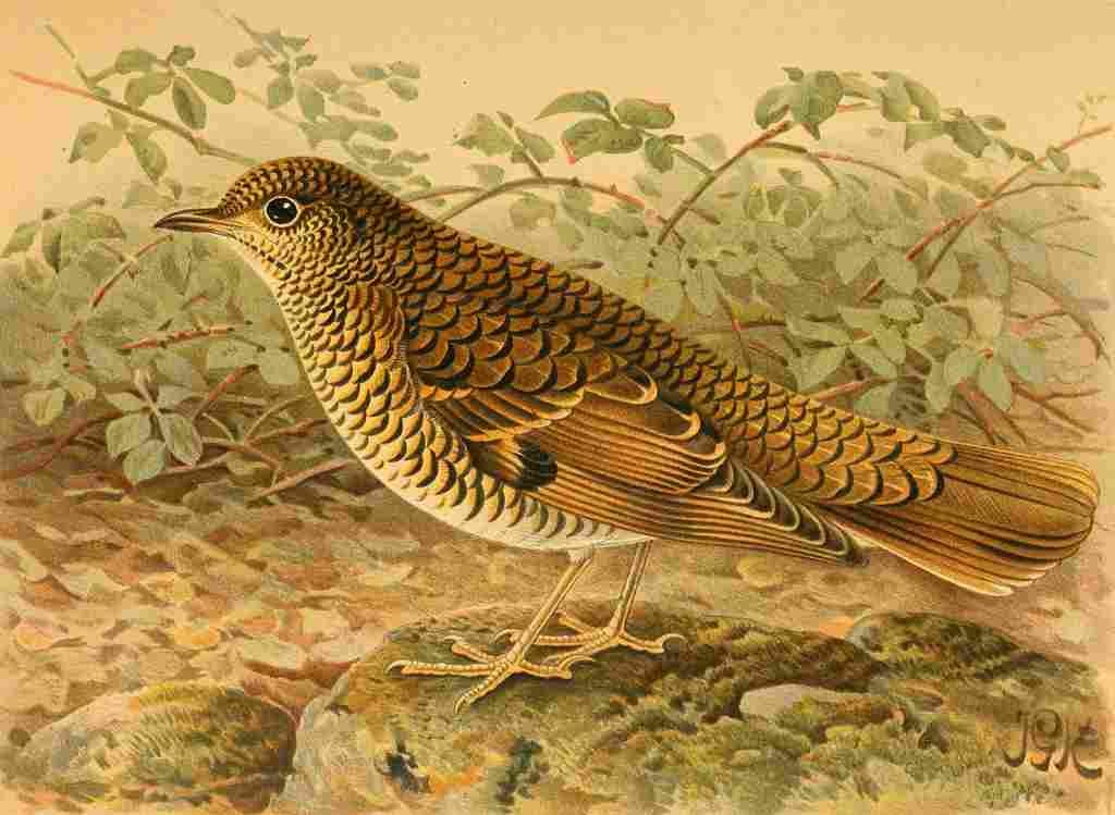 Keulemans John G 1885 Thrush Whites A4 Photo Print