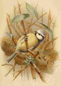 Keulemans John G 1885 Titmouse Blue A4 Photo Print