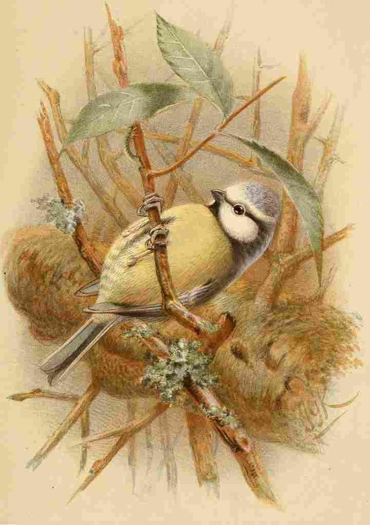 Keulemans John G 1885 Titmouse Blue A4 Photo Print