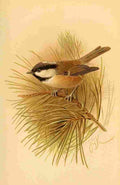 Keulemans John G 1885 Titmouse British Coal A4 Photo Print