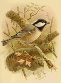 Keulemans John G 1885 Titmouse Coal A4 Photo Print